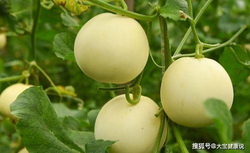 花式甜瓜游乐场 